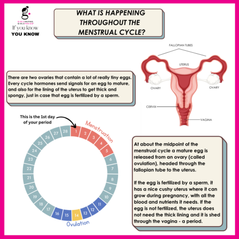 Demystifying Menstruation: Understanding Periods and the Menstrual ...